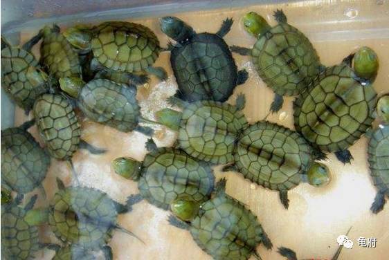 鉴赏花草模板,小青苗照片