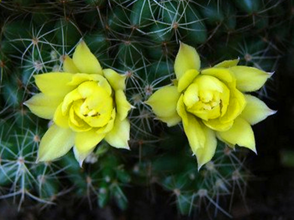 仙人球烂根怎么办？只需几步让它恢复生长，以后也不烂了