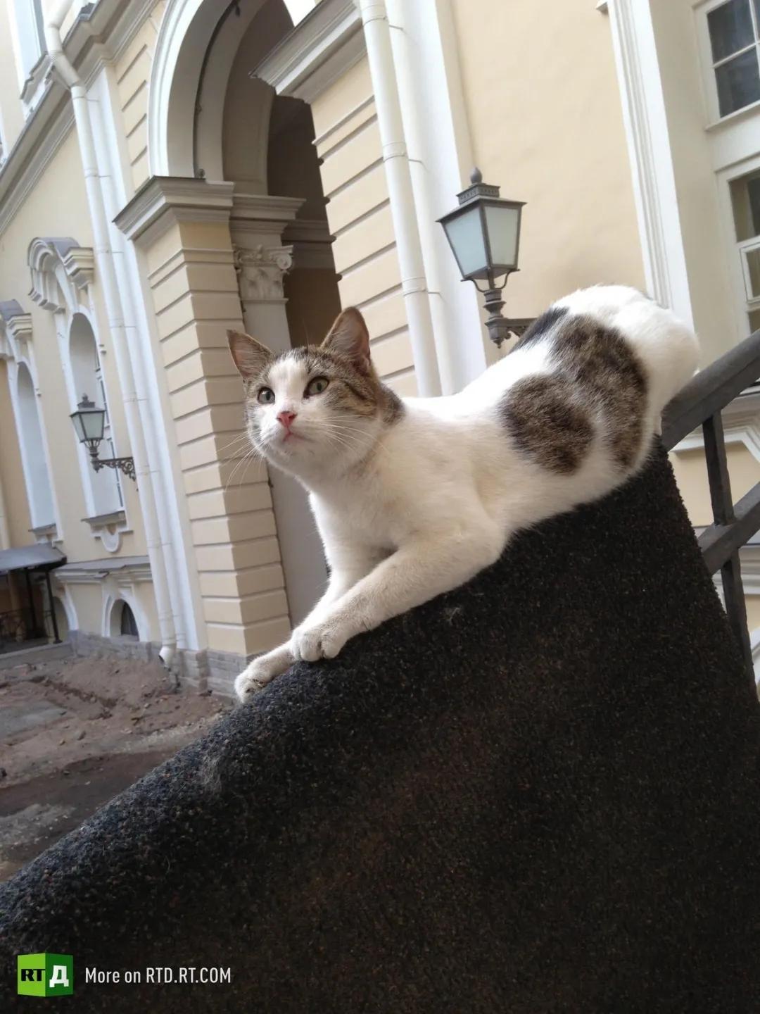 流浪猫突然暴富了,俄罗斯3只流浪猫