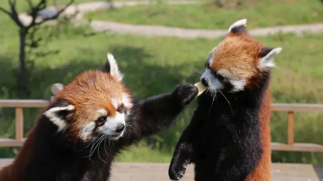 青岛西海岸啤酒节攻略,青岛西海岸周末去哪玩
