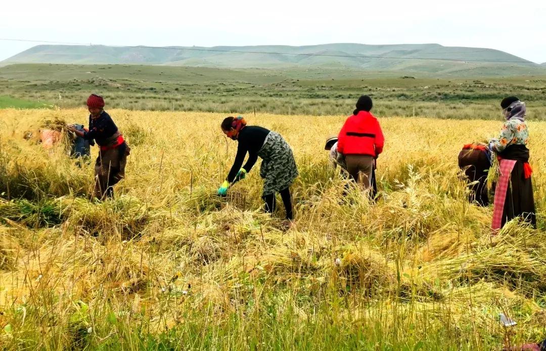秋天的壤塘风景,壤塘秋天风景