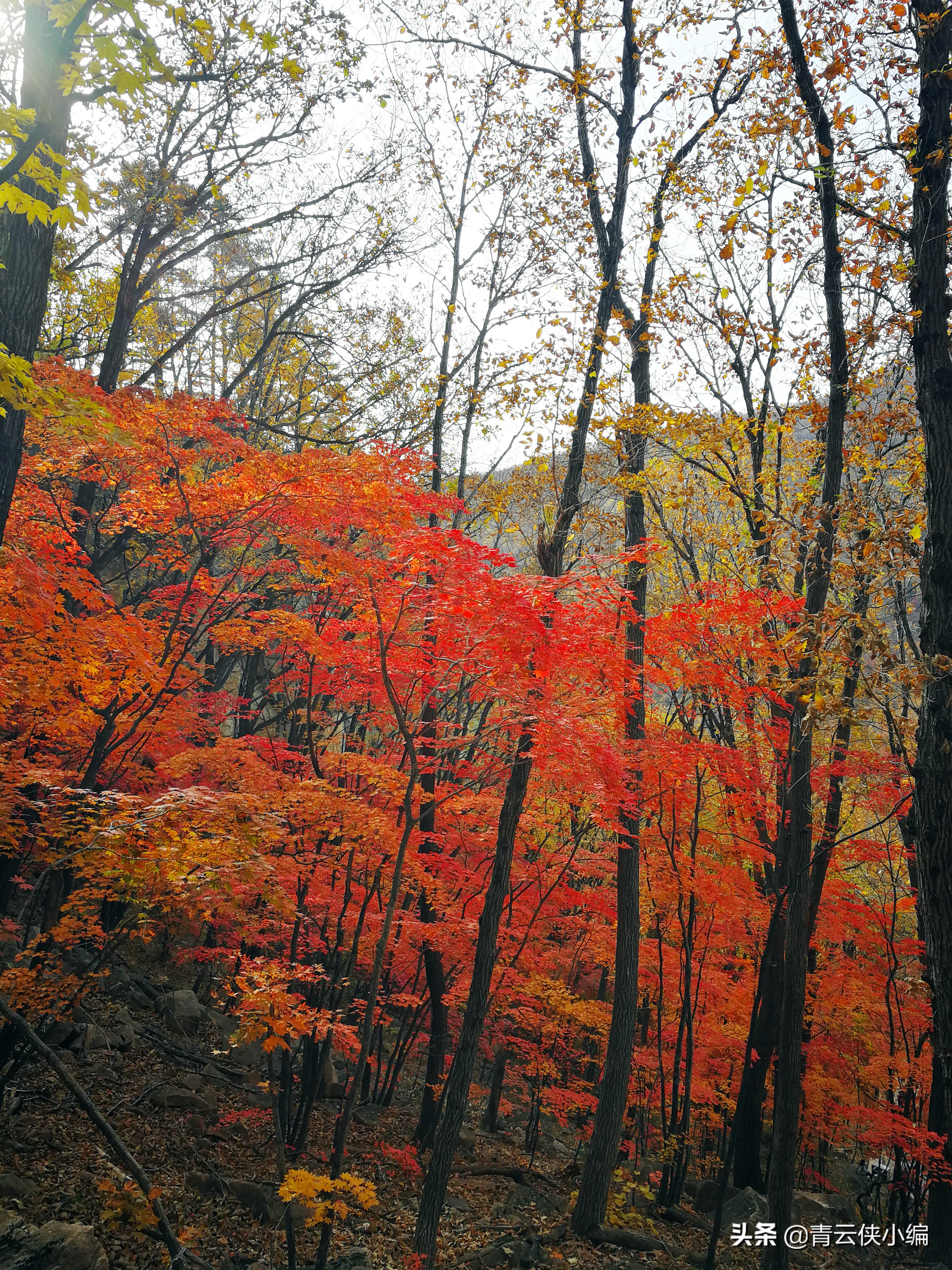 中国十大红叶最美的地方,四大赏红叶胜地