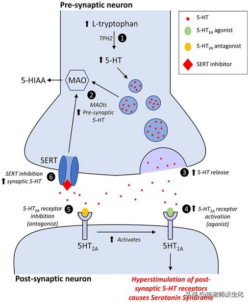 氨基酸衍生物类,鱼类氨基酸代谢过程
