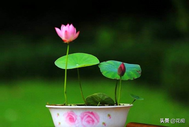 碗莲种藕种几棵好养活呢,碗莲种藕种了一个星期不长叶