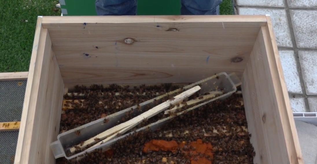 蜜蜂的饲喂技术,蜜蜂养殖加入什么能使蜜蜂活力大