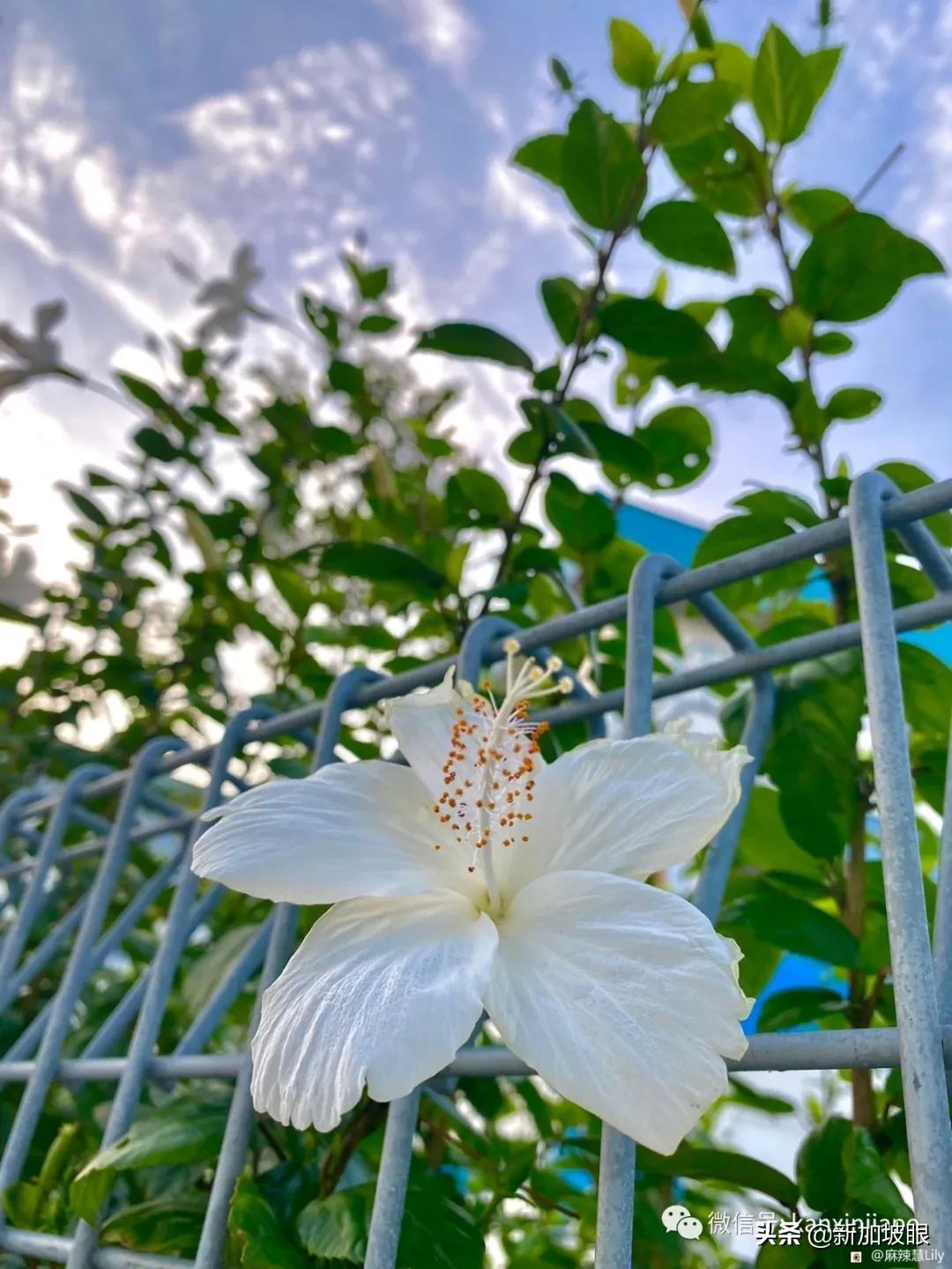 扶桑花和木槿花的区别图片,扶桑木槿花图片