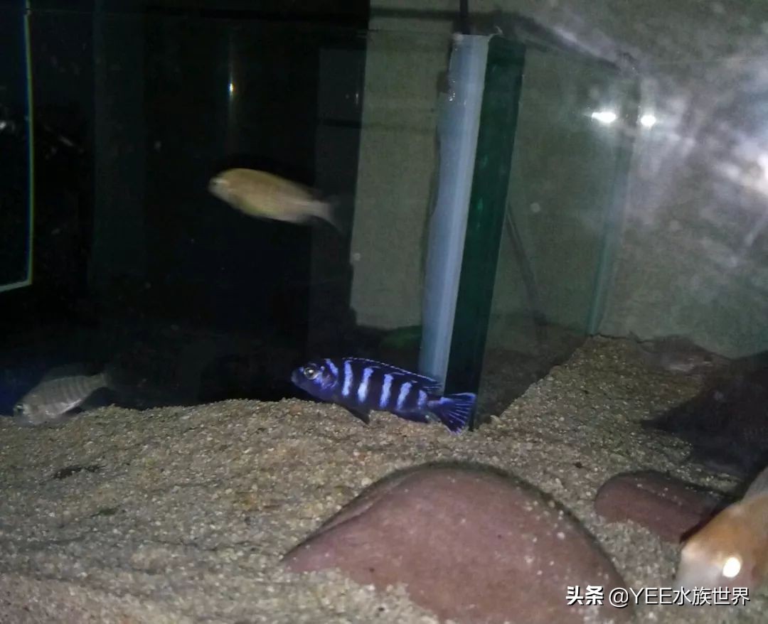 怎么样防止大慈鲷咬小的慈鲷,慈鲷养养就黑了