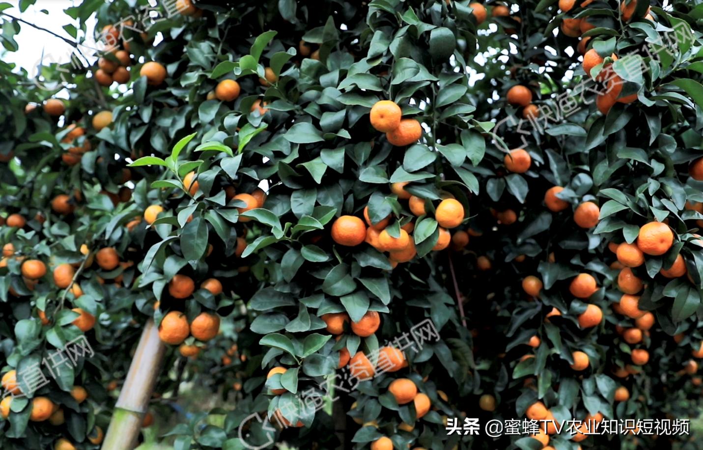 柑橘无法自然着色自然增甜,柑橘快速增甜着色方法有哪些