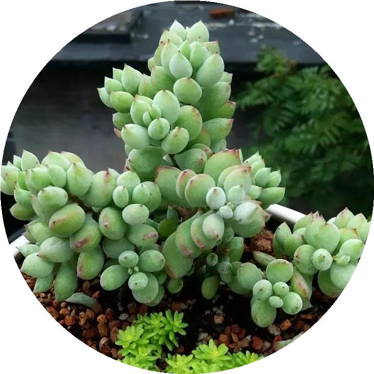 淋雨后多肉喷什么药,多肉淋雨后叶片皱了怎么办