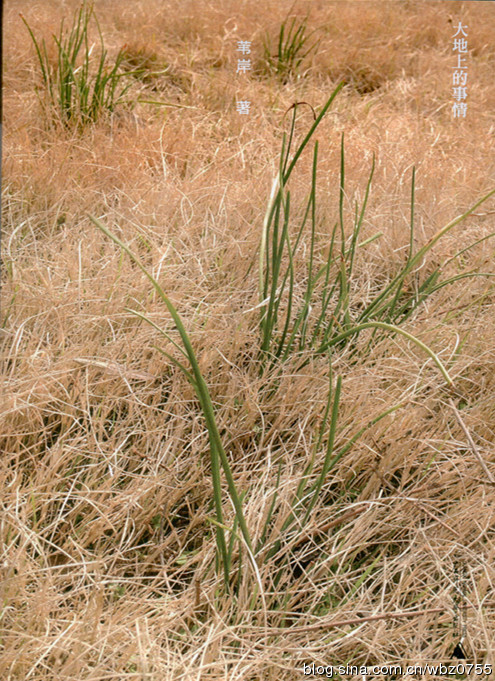 大地的呼唤原唱,大地的呼唤
