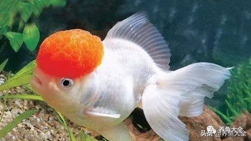 观赏鱼交叉感染是细菌还是真菌,观赏鱼细菌病怎么治疗