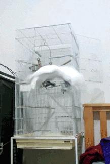 这只鹦鹉一直以为他是一只猴，所以每天都在重复做这个动作