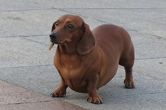 最倔的狗,脾气最暴躁的狗有哪些