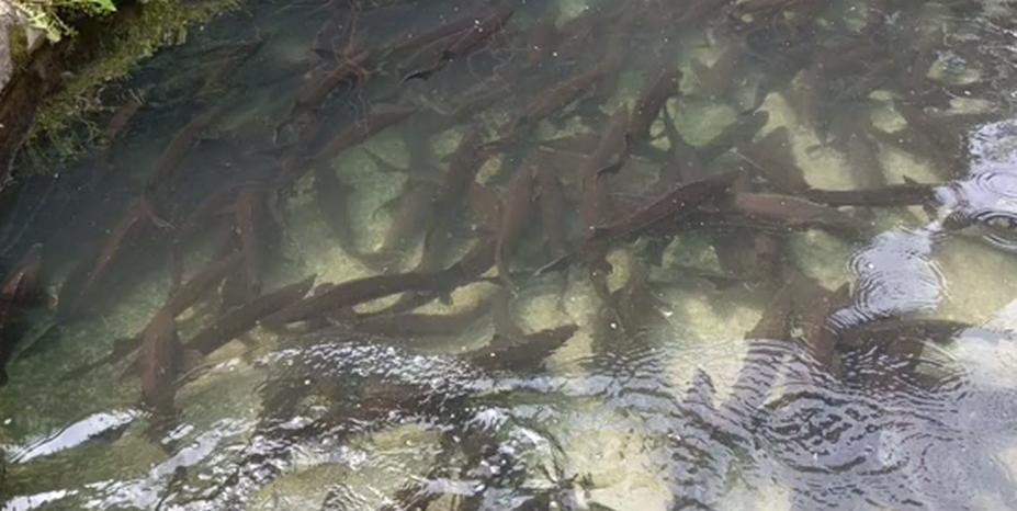 300斤！辽宁一山沟里养出“老鱼王”，体型大到快游不动了