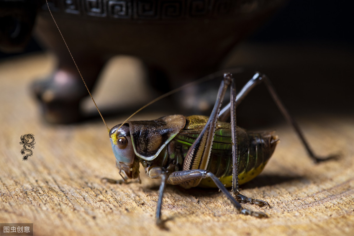 蝈蝈传统饲养,饲养蝈蝈的历史