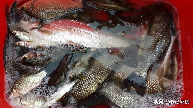 炖鲫鱼放酱油吗,炖鲫鱼要不要去鱼鳞