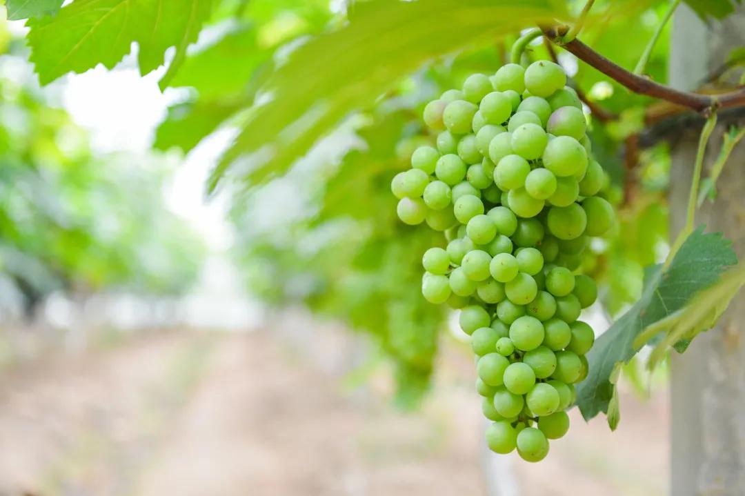 怎样才算家庭农场,怎样才能有自己的农场