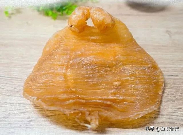 赤嘴鳘鱼胶,赤嘴鮸鱼鱼胶