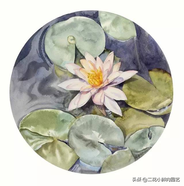 100种花卉绘画,100多张花卉线描手稿素材赶快收藏