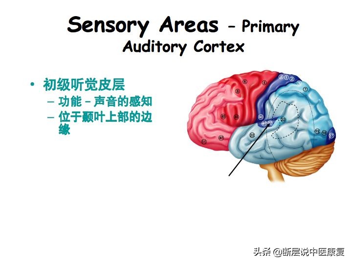 中枢神经系统断层解剖讲解,中枢神经3d解剖动画