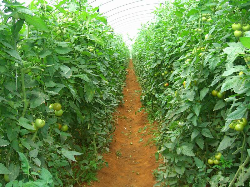 大棚里种植西红柿怎么施肥最好,适合夏季大棚种植的生食西红柿