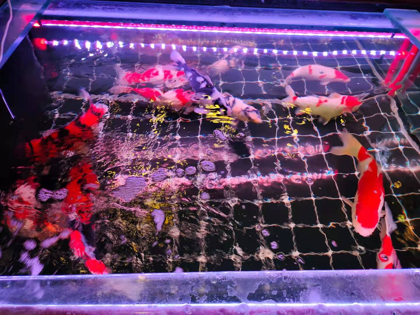 新手养鱼导致鱼死的原因,新手养鱼老是死亡怎么办