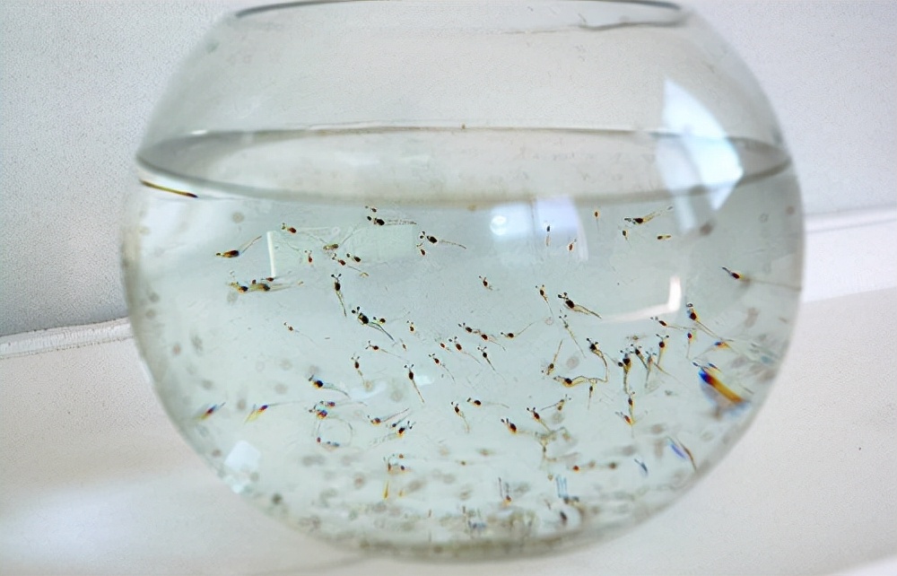 养甲鱼姚志刚,致富经姚志刚甲鱼