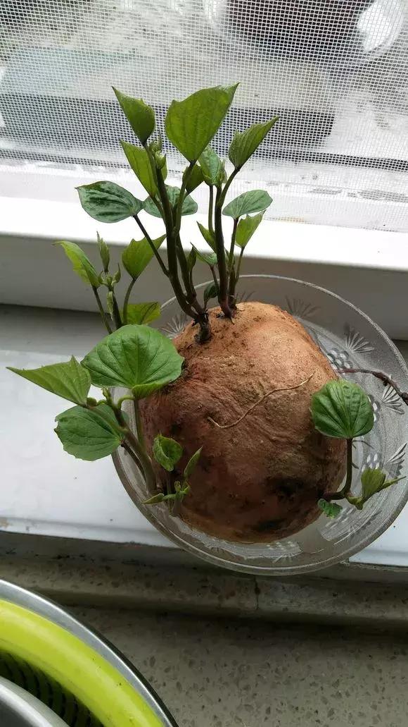 这6种菜根不要丢,哪4种菜根不能丢在家盆栽