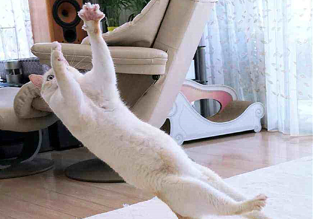 猫咪真怀孕或假怀孕,辟谣猫咪真的会记仇吗