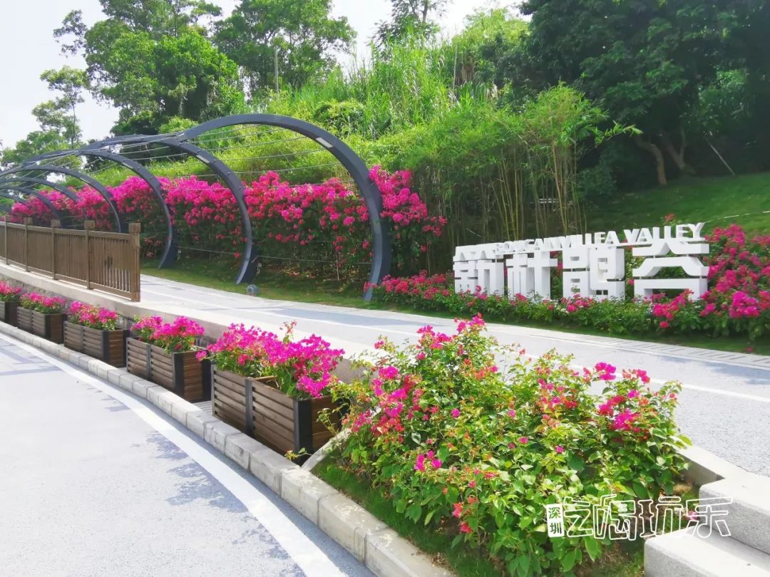 深圳最美簕杜鹃谷公园花海,宝安区花海赏花景点