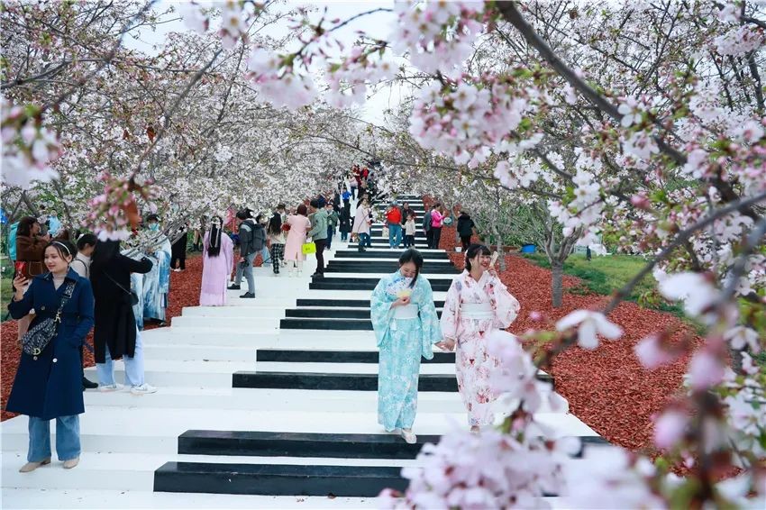 漫花庄园亿朵白樱花绚烂绽放啦，这些樱花的起源你真的知道吗？