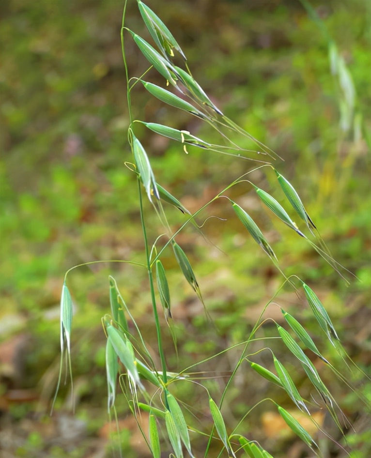 麦田杂草燕麦草,野燕麦危害麦田
