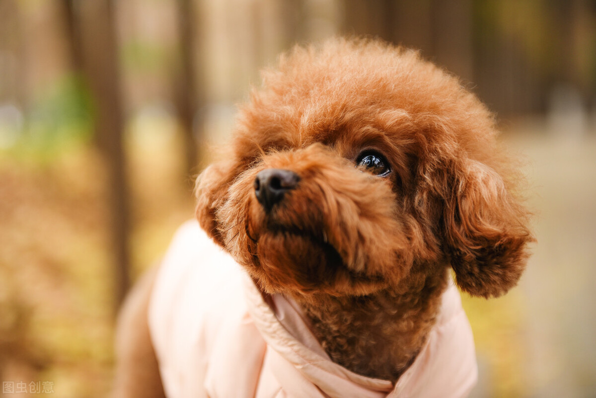 养宠经验分享:泰迪尿里带血怎么回事,能治好吗