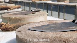 壹号土猪肉黑猪肉,壹号土猪肉武汉店