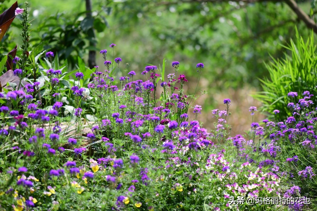 徒长花草怎样处理,徒长的树木怎么处理