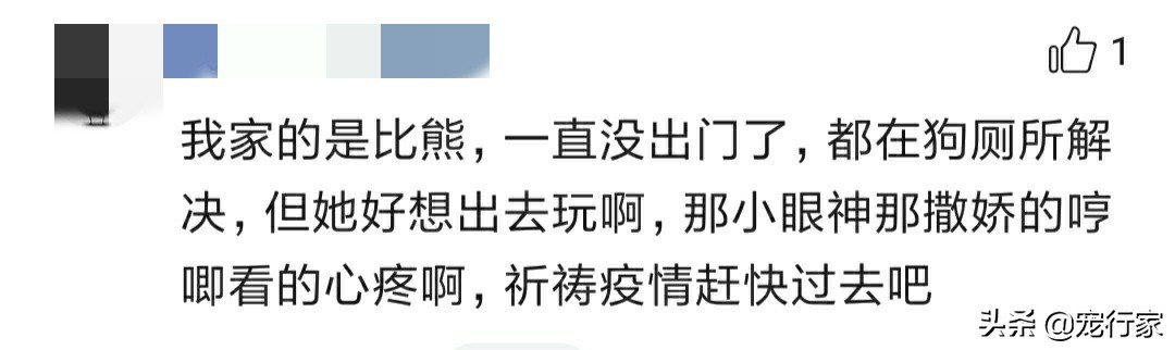 外出遛狗狗狗上厕所怎么办,狗在家定点上厕所可以不遛吗