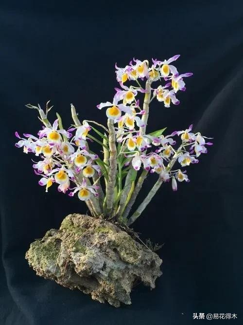 条状石斛和钉状石斛的区别,翅梗石斛与黑毛石斛的区别