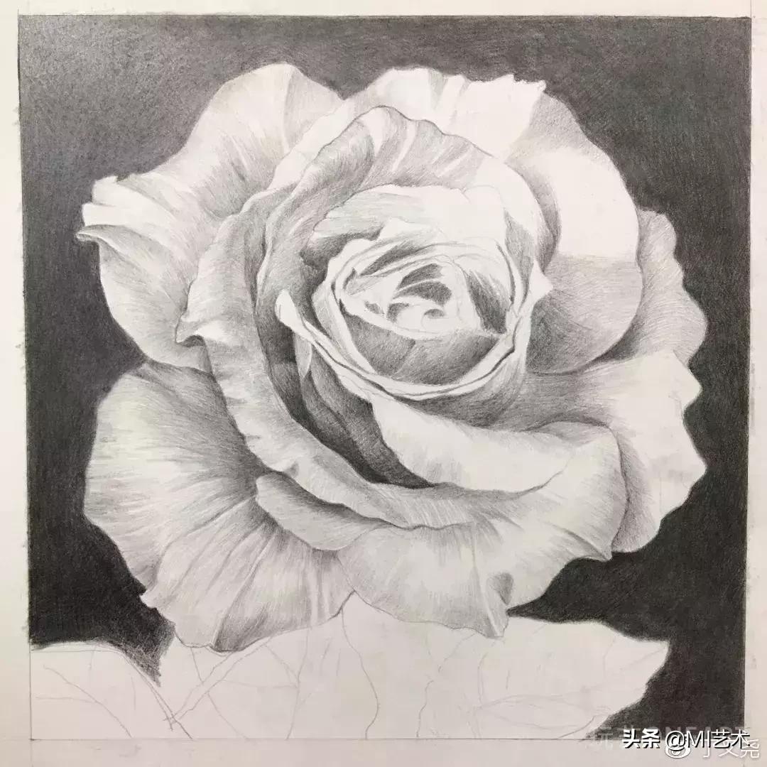 玫瑰花素描临摹高清图片,素描教程画花朵