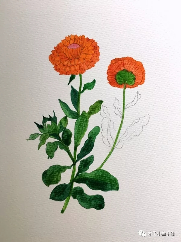 如何用水彩画落叶菊,水彩画初学者花教程步骤图片
