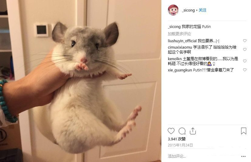 王思聪买的宠物鸭,王思聪买的鸭子