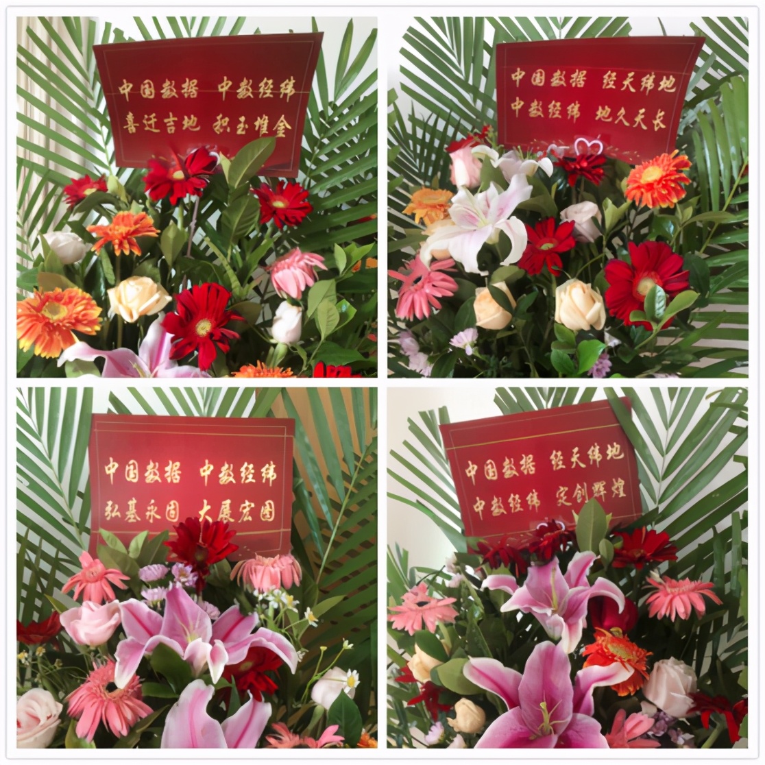 涔旇縼澶у枩钃媰鍙戝睍澶у睍楦垮浘,涔旇縼澶у枩涓囦簨椤烘剰