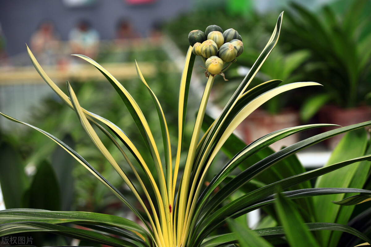 君子兰夏天的养殖方法和技巧,君子兰如何度夏最好养