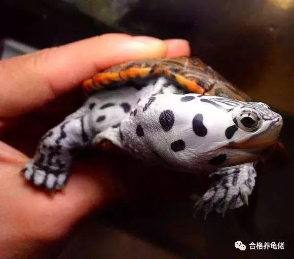 龟生病了干养还是浅水,龟生病用土霉素吗