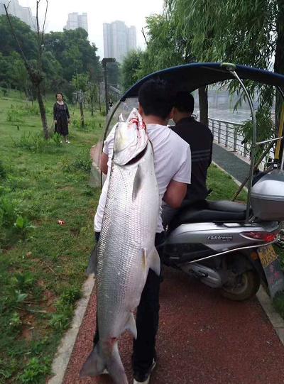 野钓淡水鱼最好吃的鱼种,钓鱼人钓的鱼都是哪几种鱼