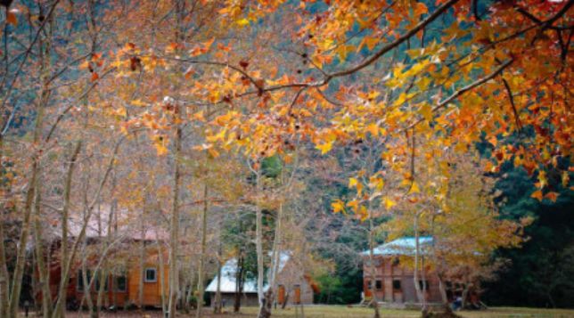 广东秋天看红叶的地方,广东深秋红叶有多漂亮