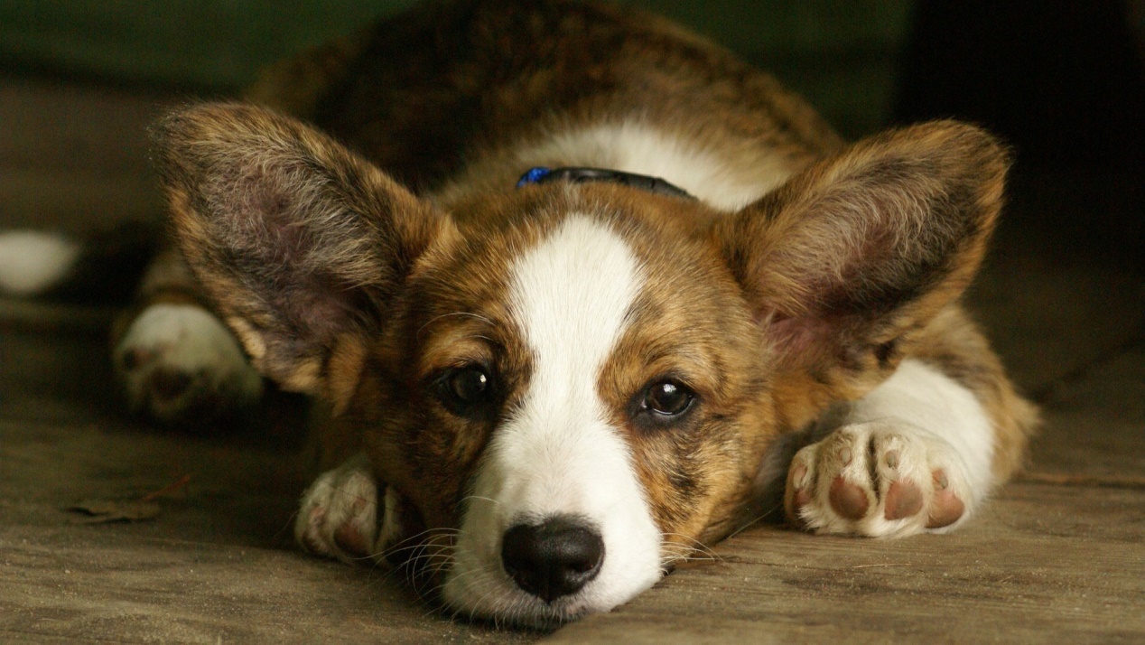 不一样的铲屎官,新手铲屎官养什么狗好