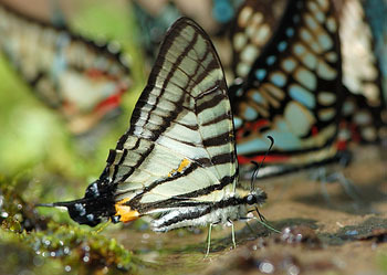 世界上的各种蝴蝶,为什么世界上有五彩斑斓的蝴蝶