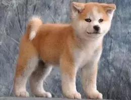 身价最高的狗,身价20亿的狗