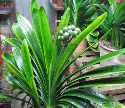 养君子兰,一月浇一次“肥水”,叶子16片,顺利开花,花大色艳!