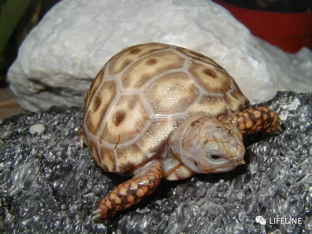 红腿陆龟如何家庭散养,广东红腿陆龟养殖方法